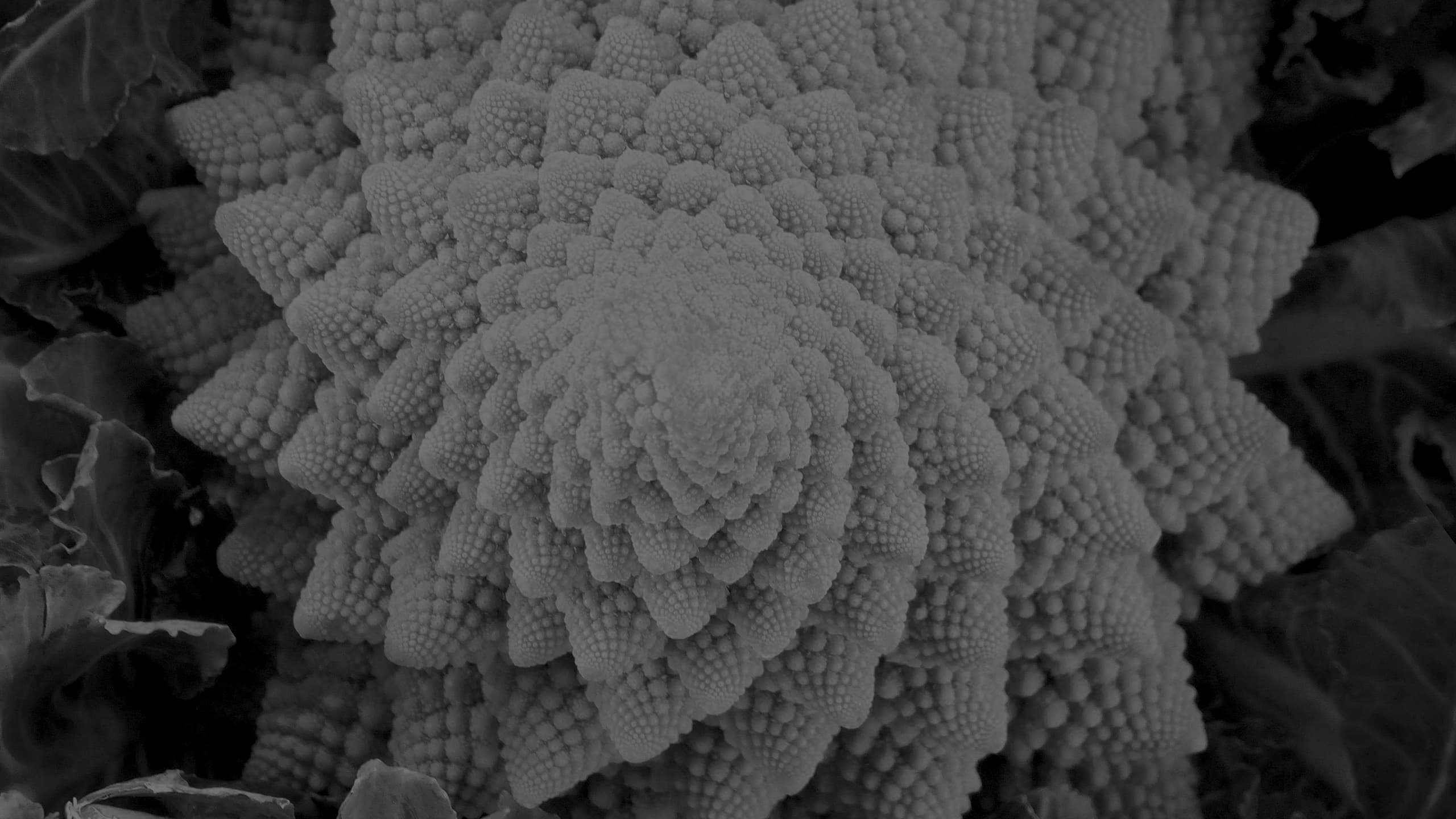 Romanesco Broccoli